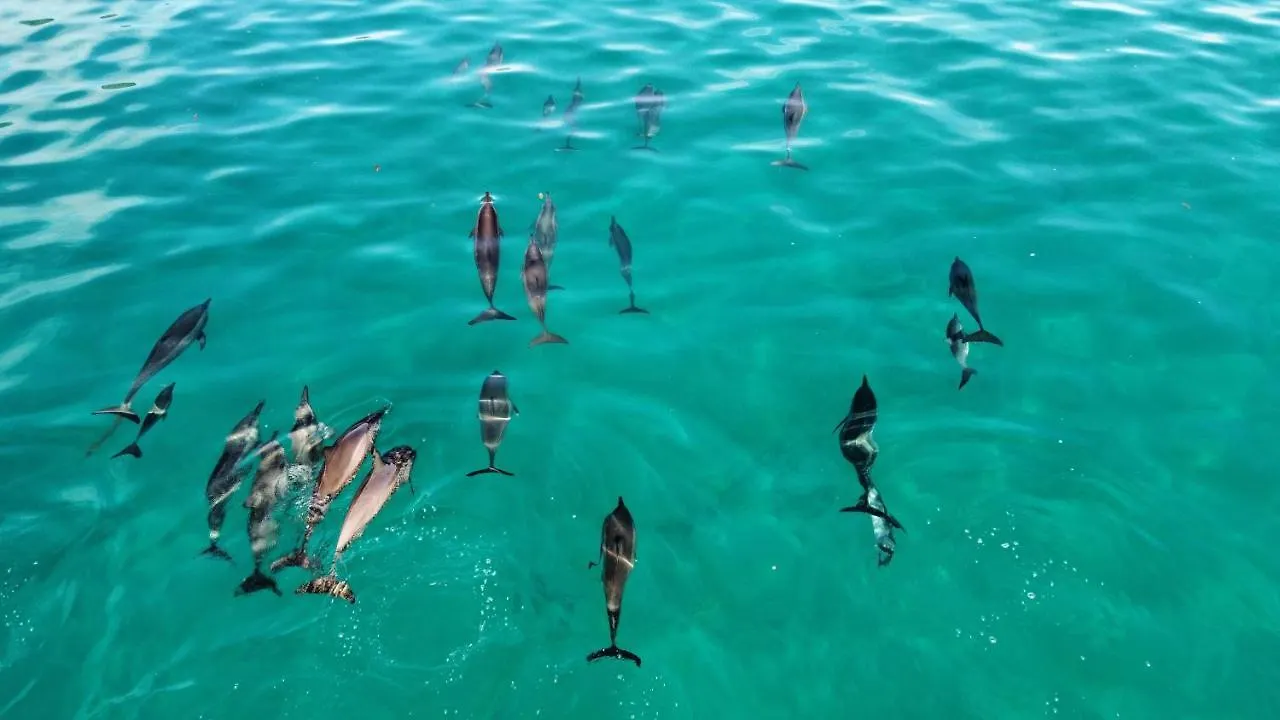 Superbe Bord De Mer, Acces Lagon Et Piscine Privee Paea 0*,